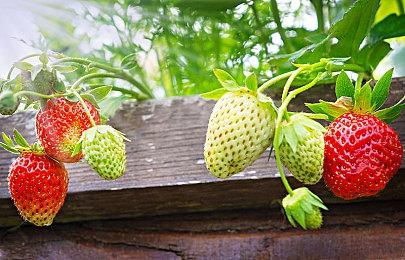 3DM速报：《赛博朋克2077》制作总监离职，R星“三男一狗”官网致谢辞旧迎新？